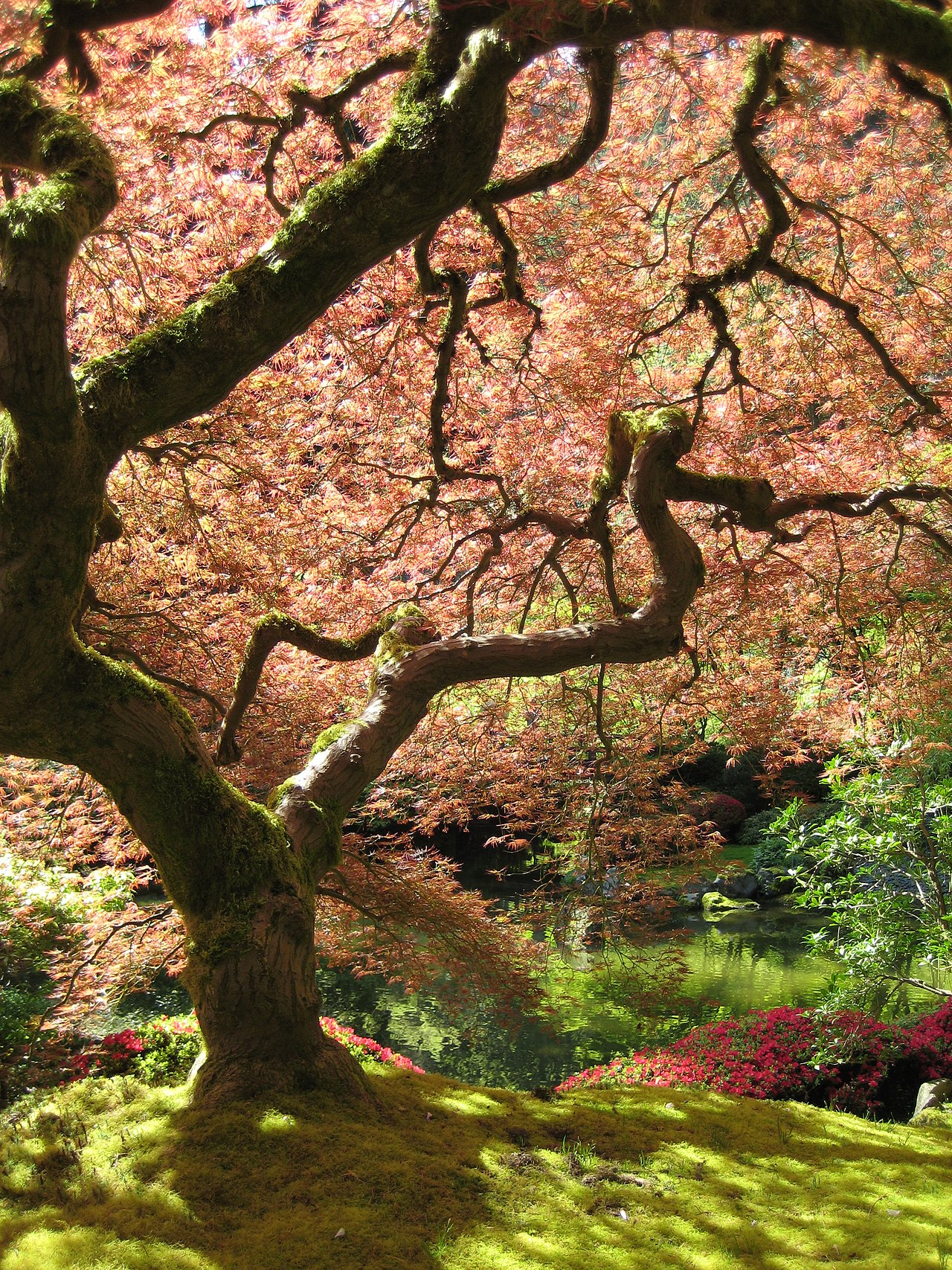 紅葉